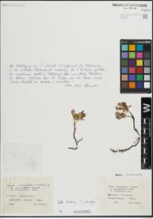 Foto von Salix herbacea L. x Salix reticulata L.